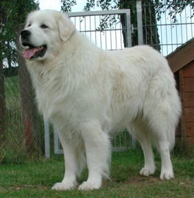 Zum Kuvasz-Puzzle