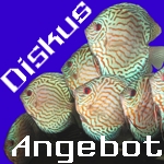 Unser Angebot an Diskus &auml;ndert sich st&auml;ndig!