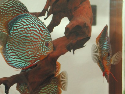 Diskusfische f&uuml;hlen sich unter Wurzeln wohl! Hier sehen Sie rott&uuml;rkise Fische unseres Kunden J. G&uuml;nter.
