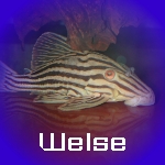 Die besten Gesellschafter!