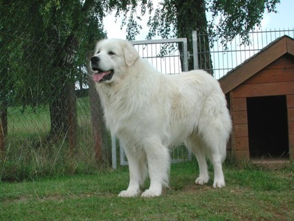 Anubis im Juni 2000