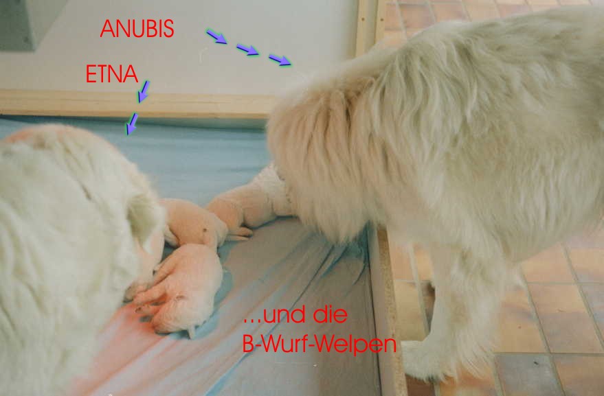 Mutter und Sohn (aus 1. Ehe) mit den Welpen