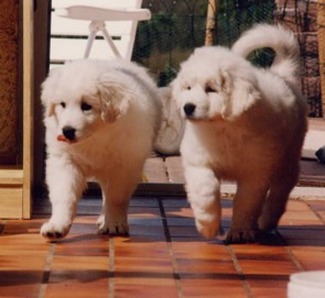 Barany + B&eacute;ly