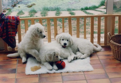 Baribal, Beliza + Bosco