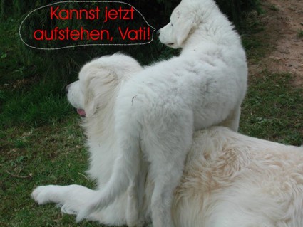 Jede Spezies hat eine bevorzugte Art, ihren Nachwuchs zu transportieren!