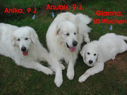 FAMILIE KUVASZ